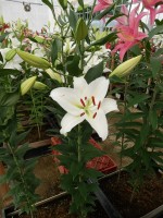 [5363 Arletta VZ No01.JPG]